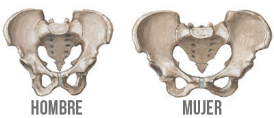 diferencia pelvis mujer y pelvis hombre diferencia pelvis mujer y pelvis hombre